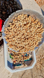 شیرین واعلا